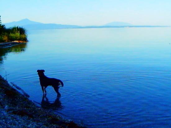 Adieu au langage (Jean-Luc Godard, 2014)