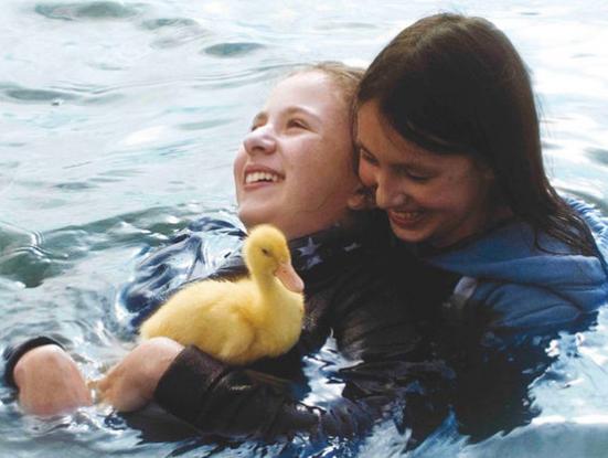 Les oiseaux de passage (Yves Ringer, Olivier Ringer, 2015)