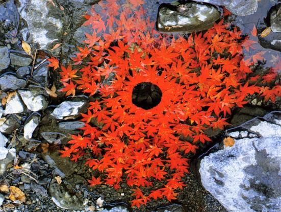 Rivers and Tides (Thomas Riedelsheimer, 2001)