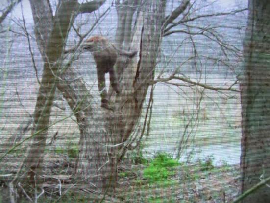 Sessió de curtmetratges