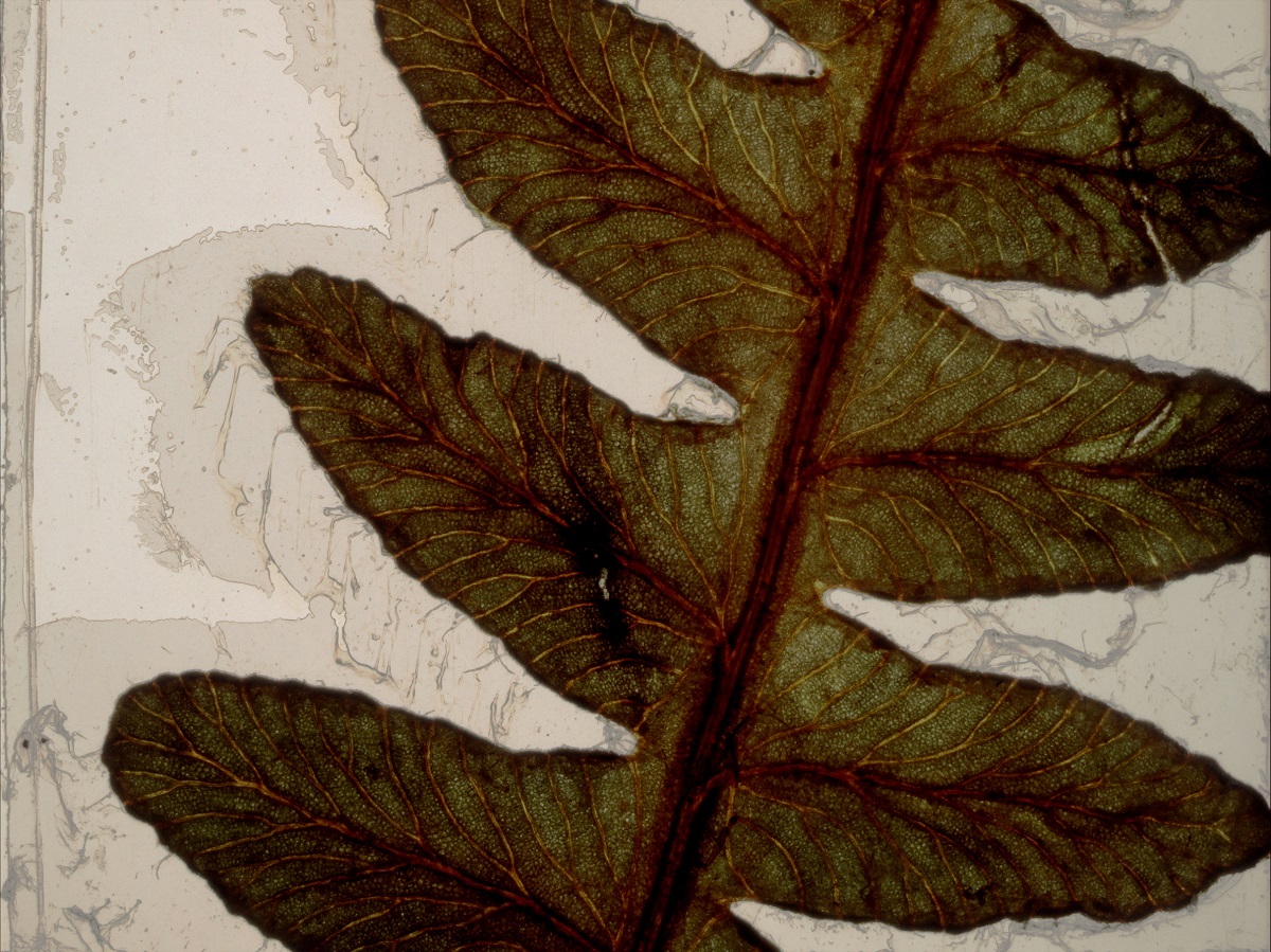 Interval 1: Cinebotànica