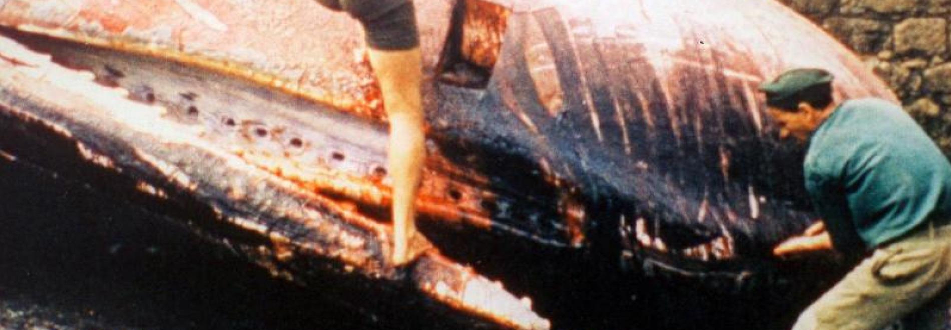 Les hommes de la balaine