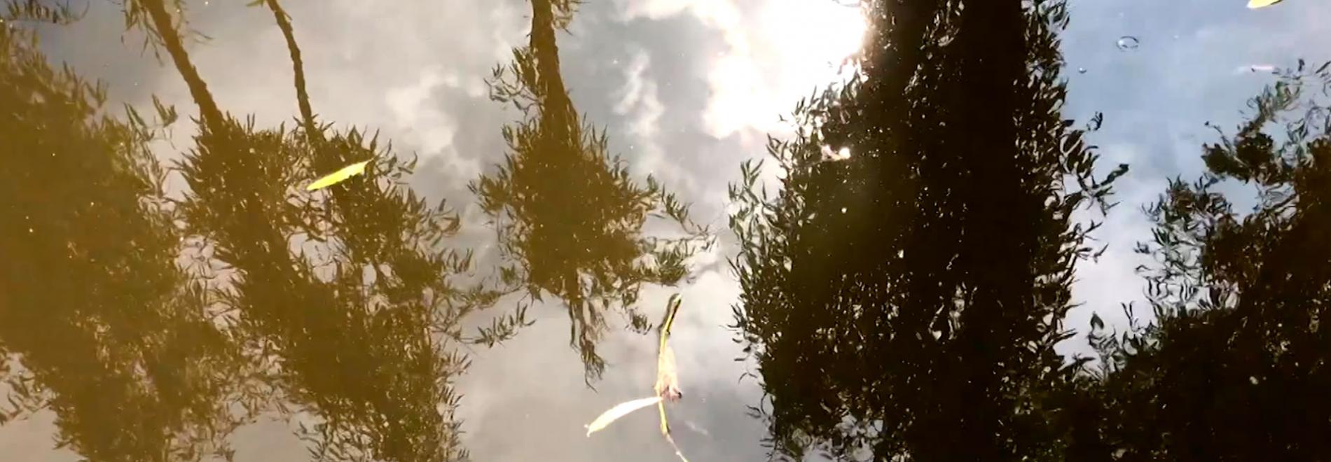 Cheers to our wishes