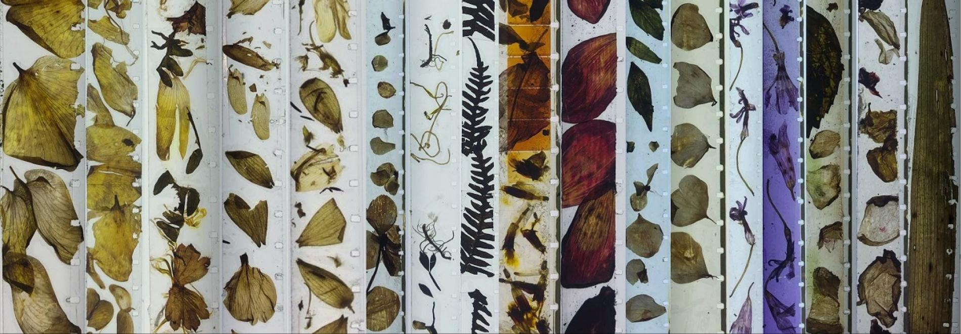 Interval 1: Cinebotànica