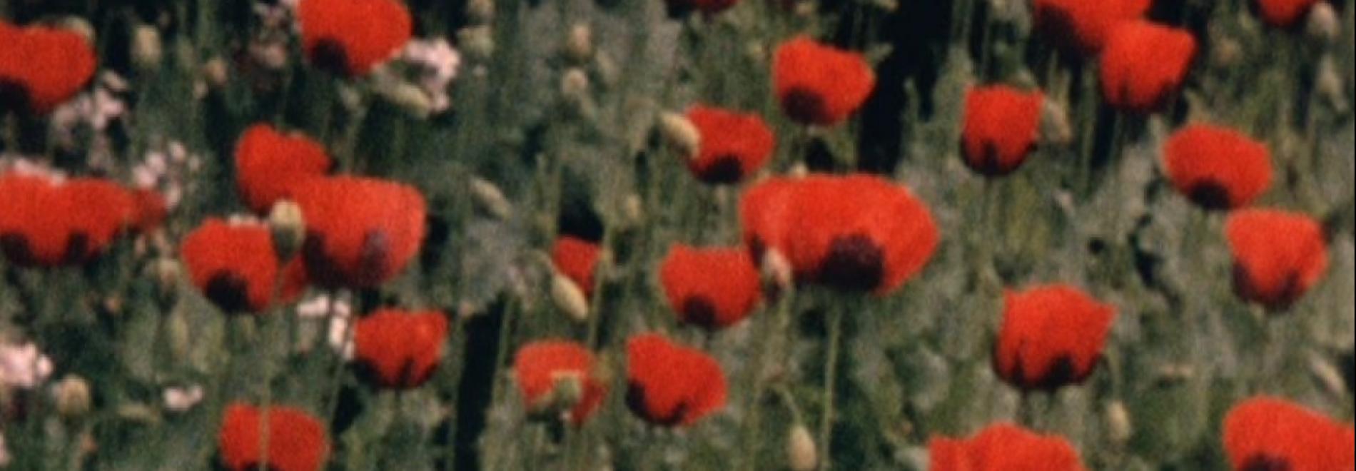 Cinema-poesia. Margaret Tait