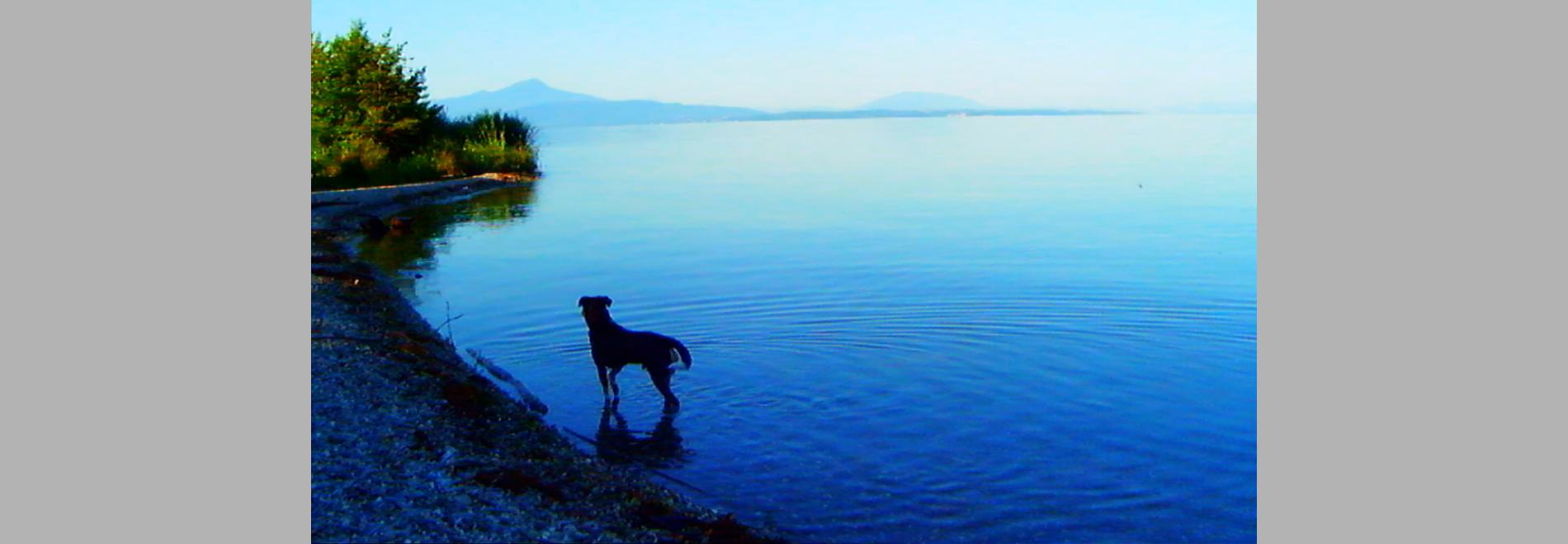Adieu au langage (Jean-Luc Godard, 2014)