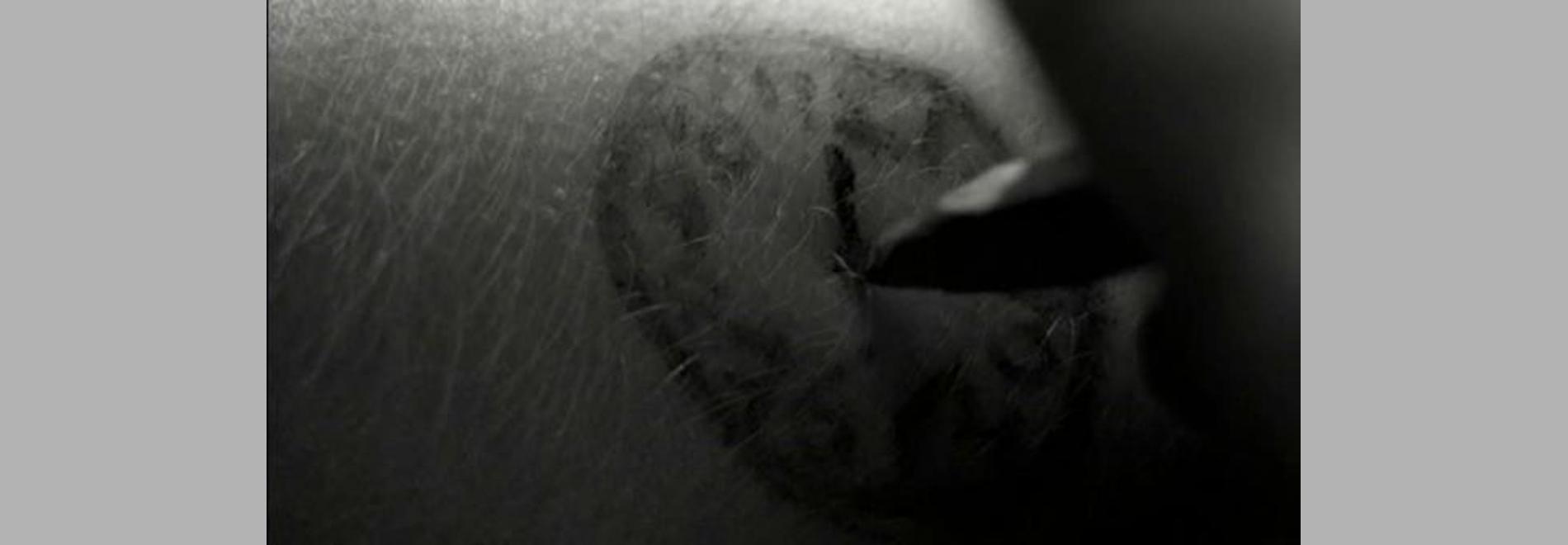 Alumbramiento (Víctor Erice, 2002)