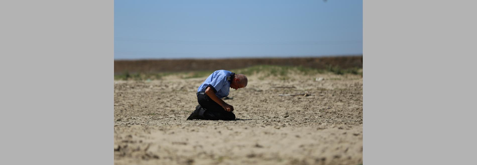 Câini / Perros (Bogdan Mirica, 2016)