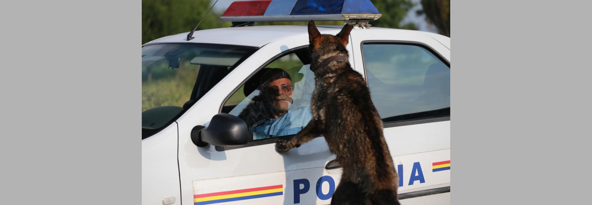 Câini / Perros (Bogdan Mirica, 2016)