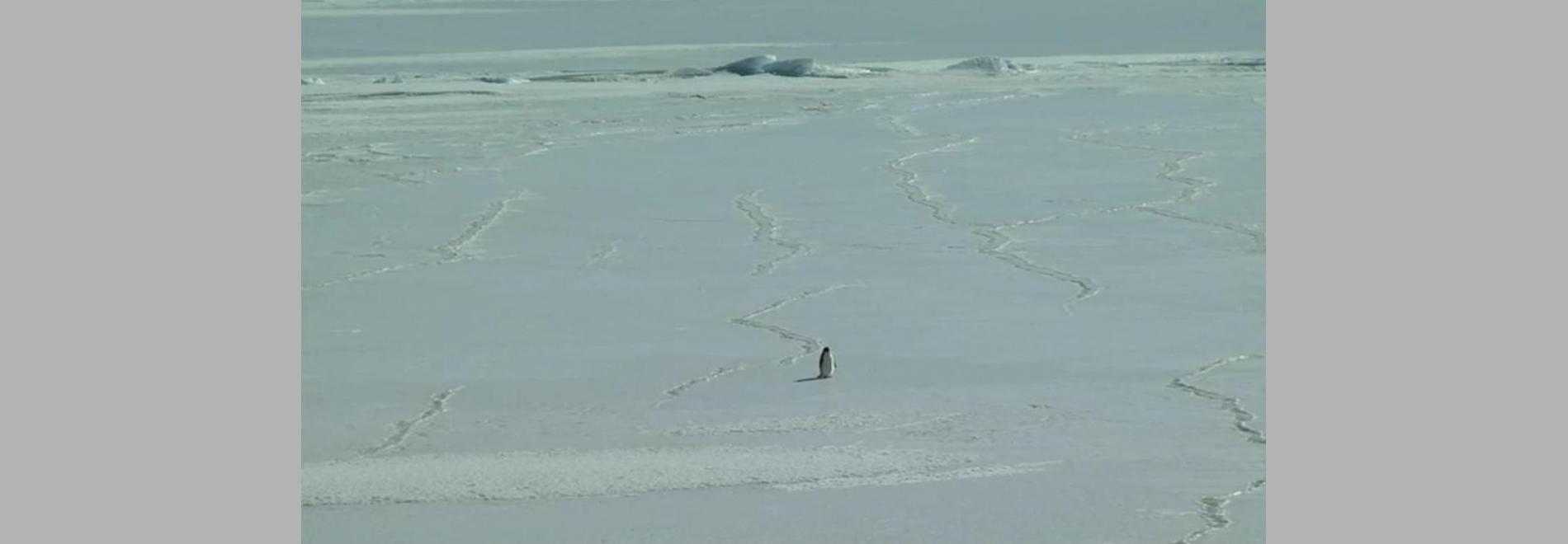 Encounters at the End of the World (Werner Herzog, 2007)