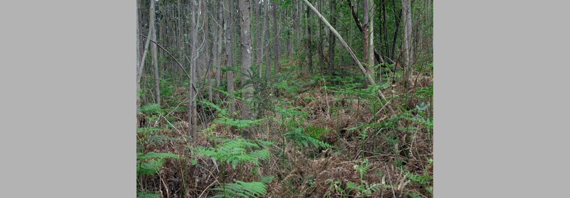 Equí y n’otru tiempo (Ramón Lluís Bande, 2014)