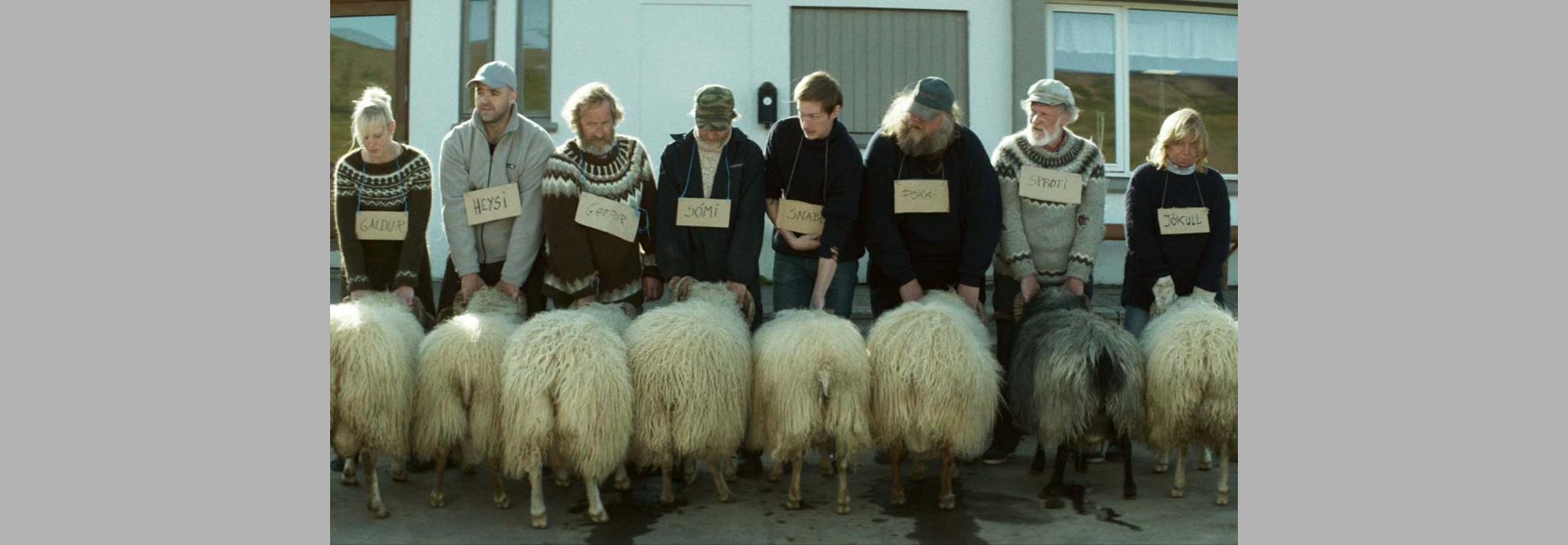 Hrútar (Rams) / Rams (El valle de los carneros) (Grímur Hákonarson, 2015)