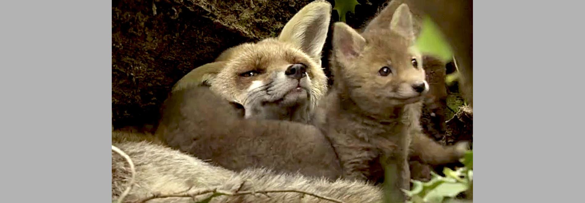 Les saisons (Jacques Perrin, Jacques Cluzaud, 2015)