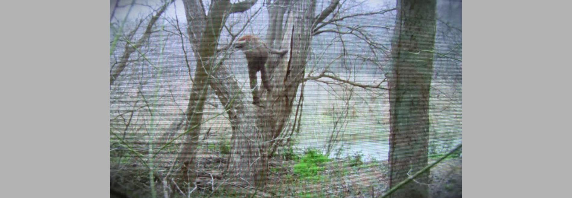 Sessió de curtmetratges