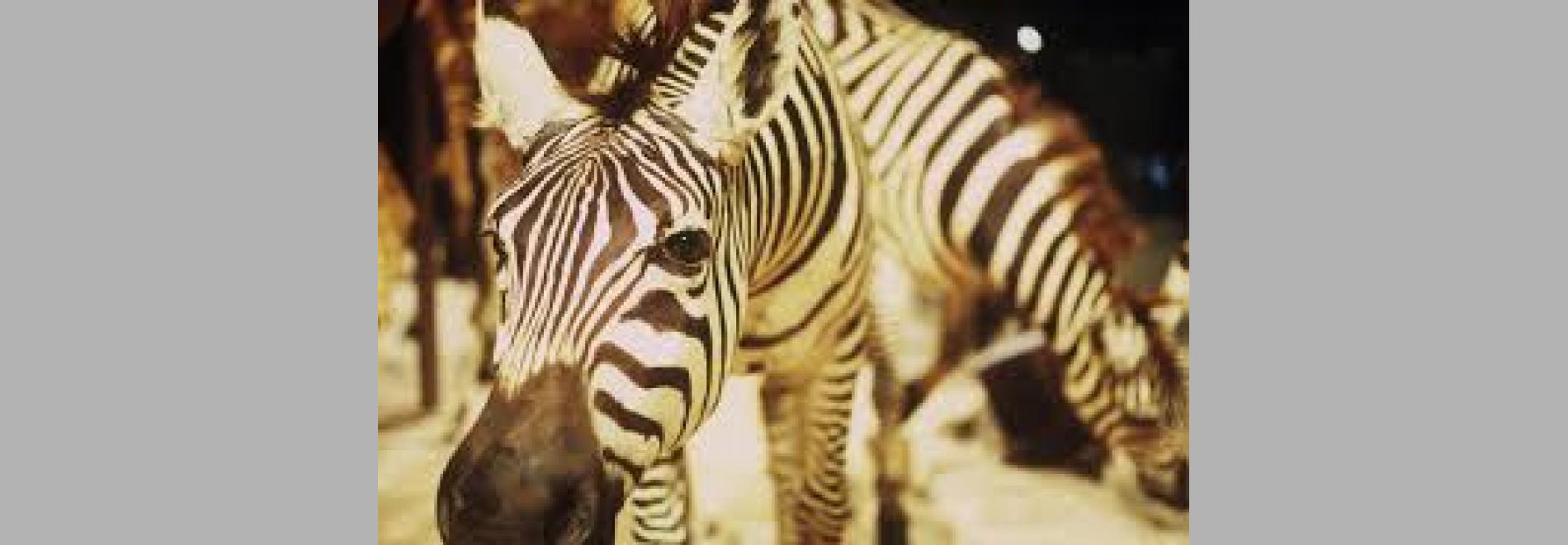 Un animal, des animaux (Nicolas Philibert, 1996)