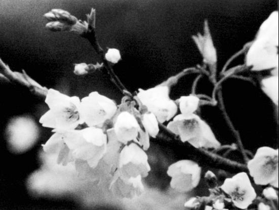 Suzumi no sakura. Copyright: Kanatasha